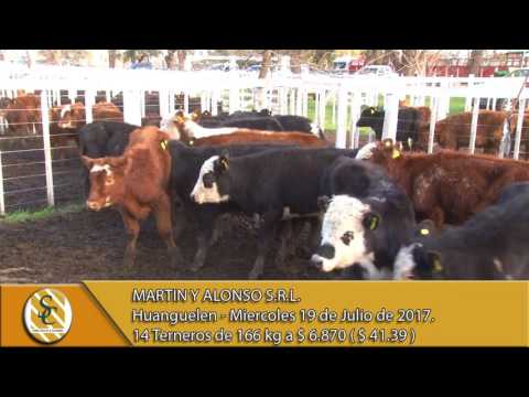 19-07-17 - Venta de Machos- Martín y Alonso S.R.L. - Huanguelén -