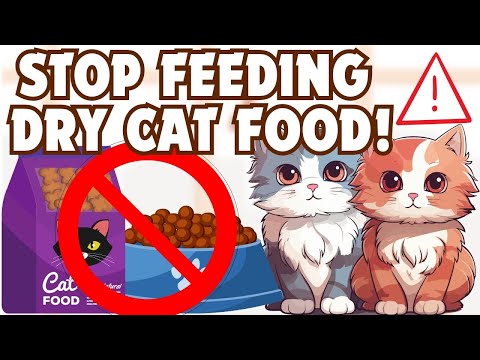 🚫Stop Feeding Dry Cat Food! Unlocking the Truth About Cat Food Along with Veterinary Expert Advice 🐾