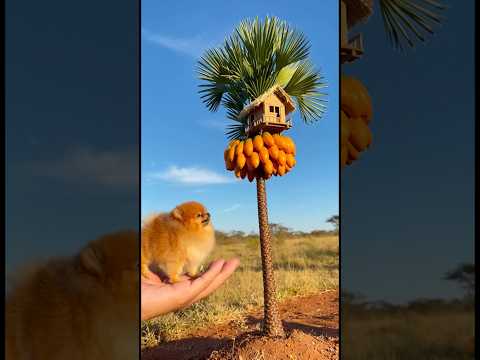 Fiz uma casa no pé de palmeira para meus Doguinhos 😱🌴🏠