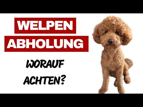 Welpe Abholen - Alles was du beachten musst - Auto, erste Nacht, erster Tag, was mitnehmen?