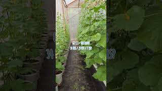 👀 34 HSS / 29 HST / 2 HSP 🌱 The Blues 🍈#agrowisata #greenhouse #melon #hidroponik #satriafarm