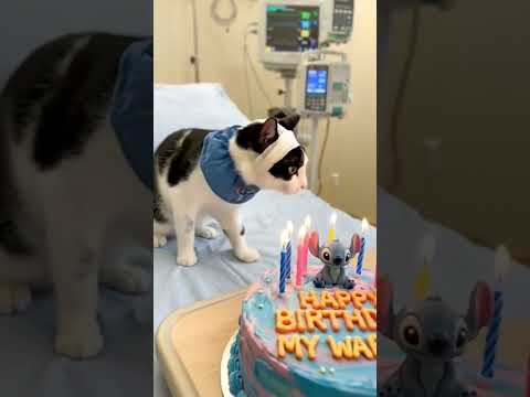 #cat #cake #aiandcats #happybirthday #animalintelligence #cute #pets #o #birthdaycake #kitten