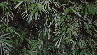 Download lagu Suara Kodok Sawah | Nikmati Sensai Suara Di Pedesaan - Ada Suara Aneh Juga Ketangkap Kamera mp3 Download lagu Suara Kodok Sawah | Nikmati Sensai Suara Di Pedesaan - Ada Suara Aneh Juga Ketangkap Kamera mp3