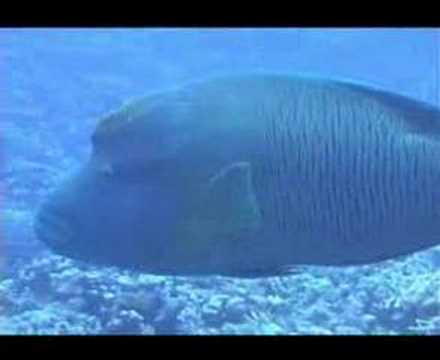 Sharm Fugani - Hausriff Mangrove Bay - El Quseir, El Quseir - allgemein,Ägypten