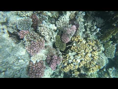 Hurghada Riff im Rote Meer 17 2019