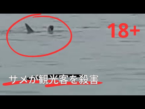 サメは人を食べるのでしょうか?