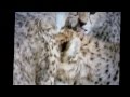 Savana Dance-Deep Forest - (World Mix) 
