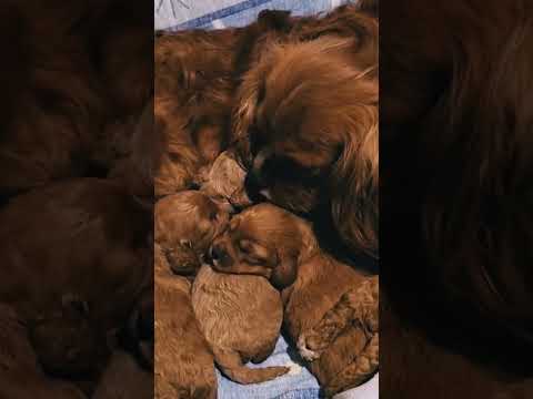 Cavapoo puppy for sale