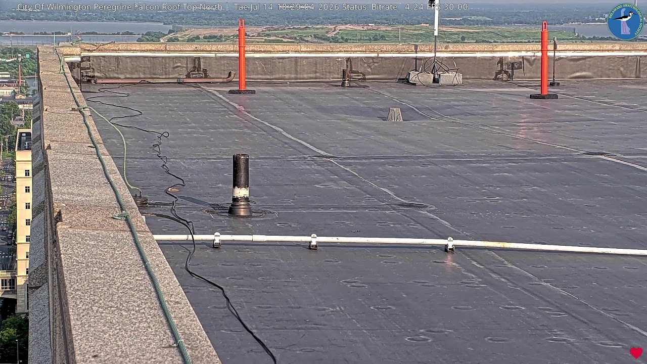 Live webcam view of Brandywine Rooftop Falcons, North View