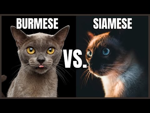 Burmese Cat VS. Siamese Cat