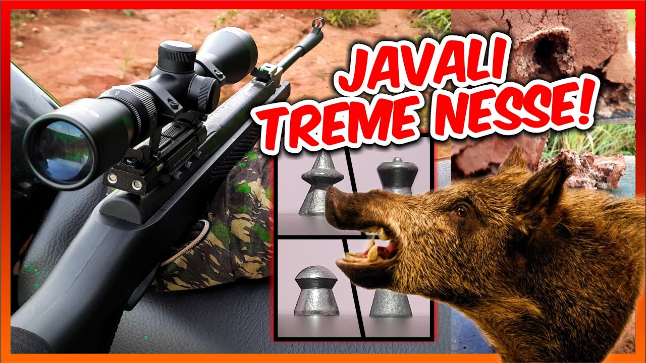 ⚠️PROIBIDOS Qual o melhor chumbinho 5.5 para Caça🐗Melhor Chumbinho 5.5 - Sag R1000 5.5