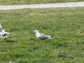 Seagulls Fight Over Peace Of Food