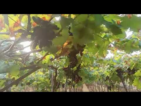 The Best Sharath Black Graphes