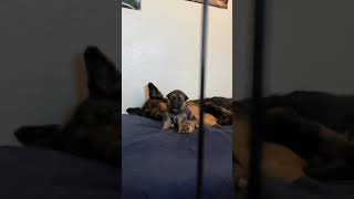 Video preview image #10 German Shepherd Dog-Siberian Husky Mix Puppy For Sale in LOS GATOS, CA, USA