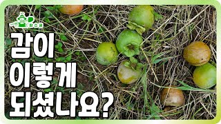감이 자꾸 떨어져서 속상하시죠?ㅣ제발 방제 따라 하세요 ㅣ 낙과피해 방지방법 ㅣ 비 좀 그만 오길