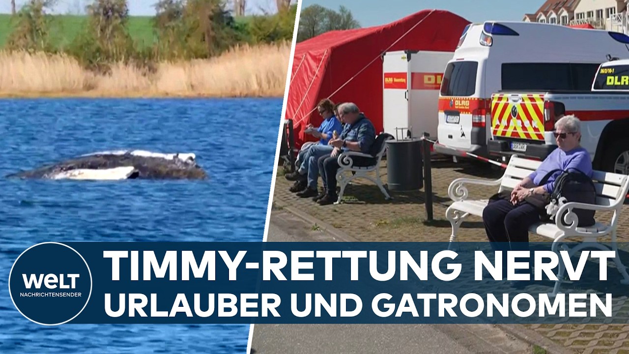 POEL: Drama um Buckelwal Timmy – Verständnis für Walrettung sinkt! Urlauber und Gastronomen sauer!