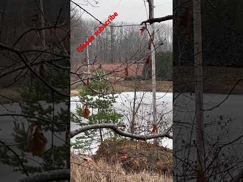 Deer on the far side of the pond!!!!!!!!