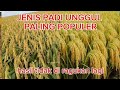 THIS TYPE OF RICE IS THE MOST POPULAR IN INDONESIA AND EVEN THE WORLD