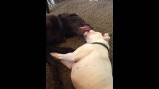 Dogs having a loud conversation