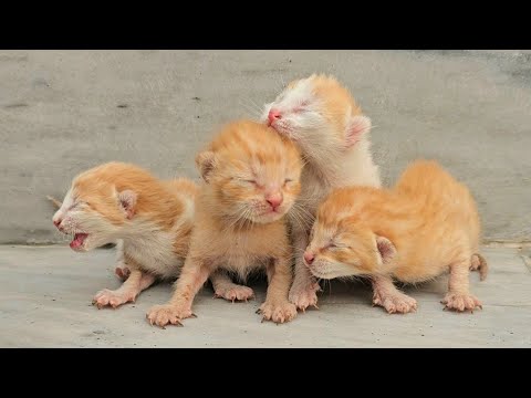 Man Helps Crying Kittens and Their Weak Mama, and Love Brings Them a Beautiful New Beginning 🐱💞🐾