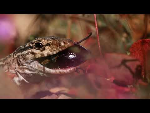 Las Vaquitas del desierto | Árido Salvaje - T1E1