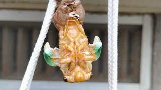 クマゼミの幼虫をレスキュー！