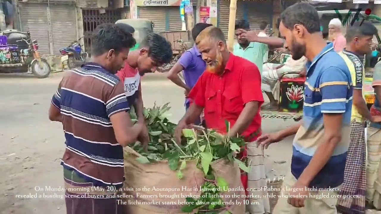 Heatwave Reduces Litchi Production in Pabna, Farmers Worried