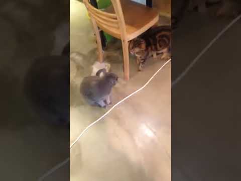 호전적인  벵갈고양이 ..뭉치 ( 물끄러미 지켜보는 아비 )