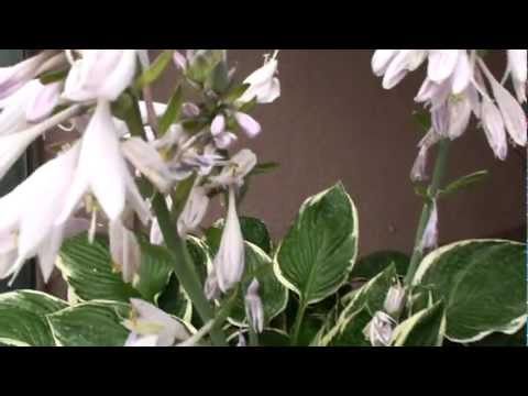 download lagu mp3 mp4 Green Hosta With Purple Flowers, download lagu Green Hosta With Purple Flowers gratis, unduh video klip Green Hosta With Purple Flowers