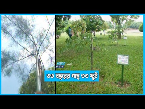 ১৩/১৪ বছরের গাছ দেখতে ১৩/১৪ মাসের
