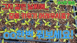 추운 날씨에 모종기르기 어려우시면 이걸 한번 줘보세요! 고추 농사 잘 짓는 법!!