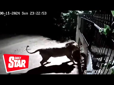 Two fearless dogs confront two lions in an intense showdown