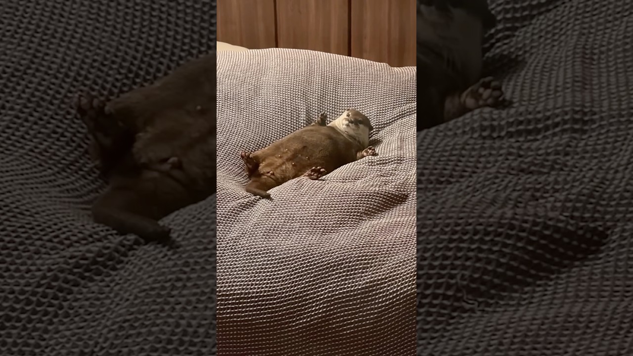 盗撮に気づいたカワウソの反応が可愛すぎる😂