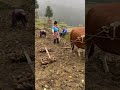 Rural Life In China
