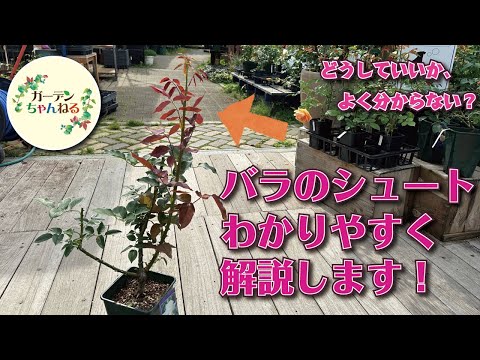 切りバラの香りがしなくなった理由 植物