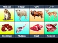 Animals And Their Meat A Flavorful Comparison