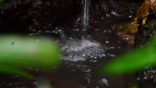 Download lagu Video dan Suara air dan suara jangkrik # 2 mp3 Download lagu Video dan Suara air dan suara jangkrik # 2 mp3