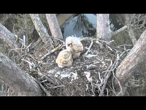 Owlet's Spreads Their Wings