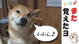 「あむあむ」を覚えた柴犬🐶 #犬のいる暮らし #shibainu