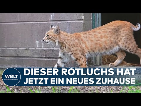 GROSSBRITANNIEN RETTET ROTLUX BLOP: Exotische Raubkatze findet neues Zuhause im Schutzgebiet!
