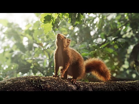 DIE EICHE - MEIN ZUHAUSE | Trailer deutsch german [HD]