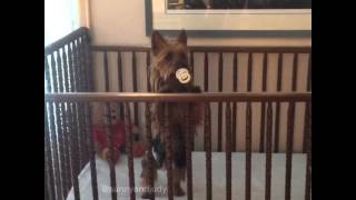 Dog Acting Like Baby