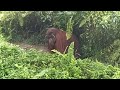 Orang Utan Balikpapan 1