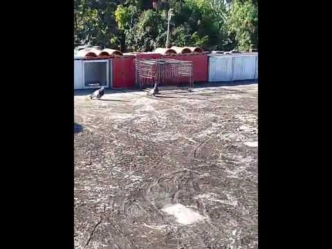 Palomas al cajón 100% : La nueva generación