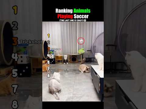 Ranking Animals Playing Soccer #usa