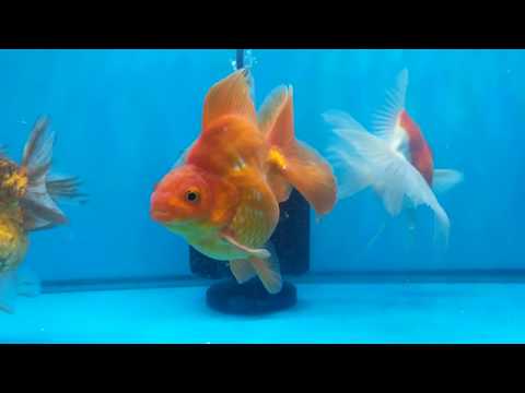 Watch Video on YouTube