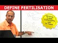 Human Fertilization Zygote Blastocyst Embryology