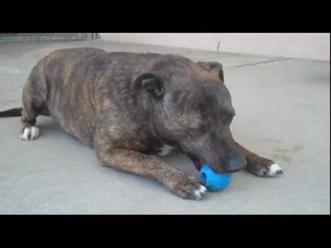 Jesse-Placed!, an adopted Labrador Retriever & American Staffordshire Terrier Mix in Canoga Park, CA_image-1