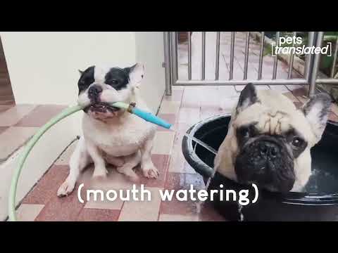 Best of the Month   Pets Translated