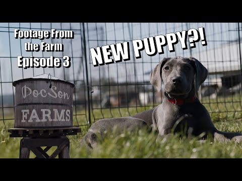 Footage From The Farm: Episode 3 - A Pol Family Farm Surprise, New Puppy?!